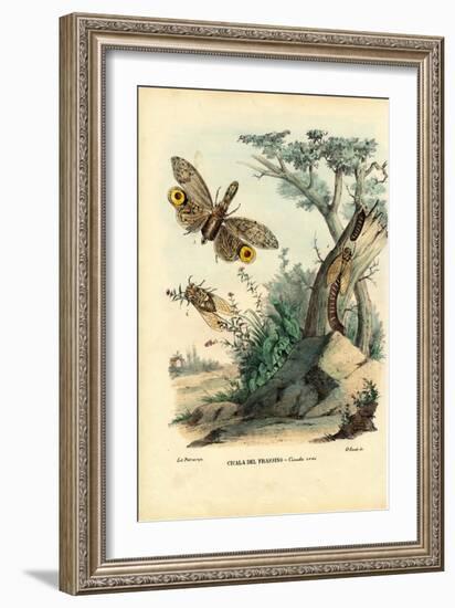 Peanut-Head Bug, 1863-79-Raimundo Petraroja-Framed Giclee Print