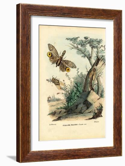 Peanut-Head Bug, 1863-79-Raimundo Petraroja-Framed Giclee Print