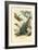 Peanut-Head Bug, 1863-79-Raimundo Petraroja-Framed Giclee Print