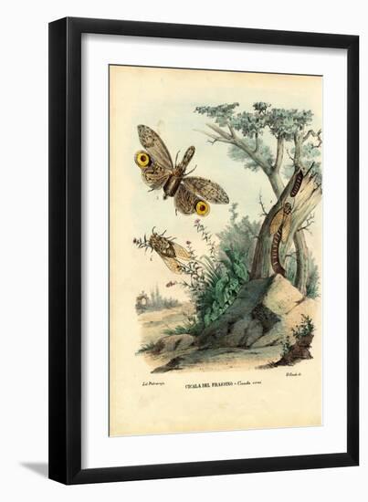 Peanut-Head Bug, 1863-79-Raimundo Petraroja-Framed Giclee Print