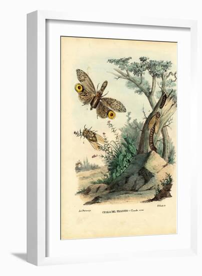 Peanut-Head Bug, 1863-79-Raimundo Petraroja-Framed Giclee Print