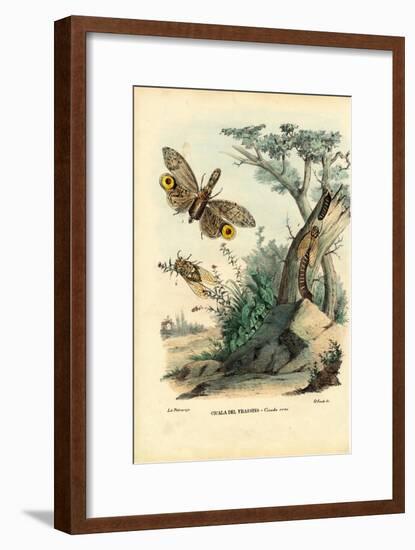 Peanut-Head Bug, 1863-79-Raimundo Petraroja-Framed Giclee Print