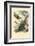 Peanut-Head Bug, 1863-79-Raimundo Petraroja-Framed Giclee Print