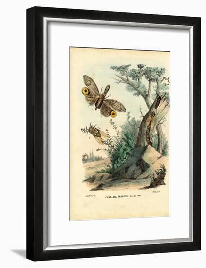 Peanut-Head Bug, 1863-79-Raimundo Petraroja-Framed Giclee Print