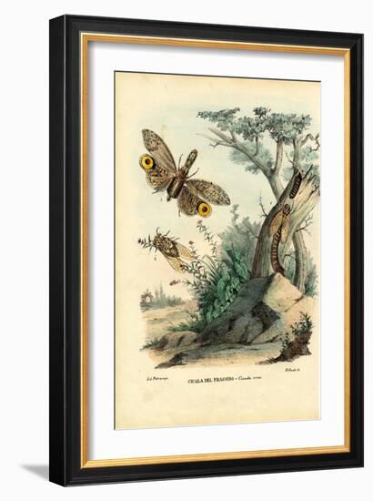 Peanut-Head Bug, 1863-79-Raimundo Petraroja-Framed Giclee Print