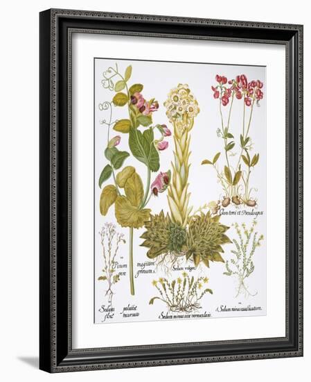 Peanuts, 1613-Besler Basilius-Framed Giclee Print