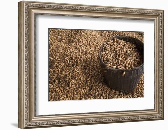 Peanuts being harvested in Bagan, Myanmar.-Michele Niles-Framed Photographic Print