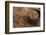 Peanuts being harvested in Bagan, Myanmar.-Michele Niles-Framed Photographic Print