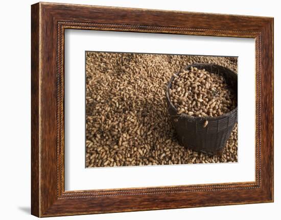 Peanuts being harvested in Bagan, Myanmar.-Michele Niles-Framed Photographic Print