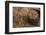 Peanuts being harvested in Bagan, Myanmar.-Michele Niles-Framed Photographic Print