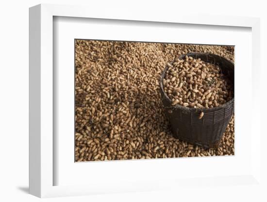 Peanuts being harvested in Bagan, Myanmar.-Michele Niles-Framed Photographic Print