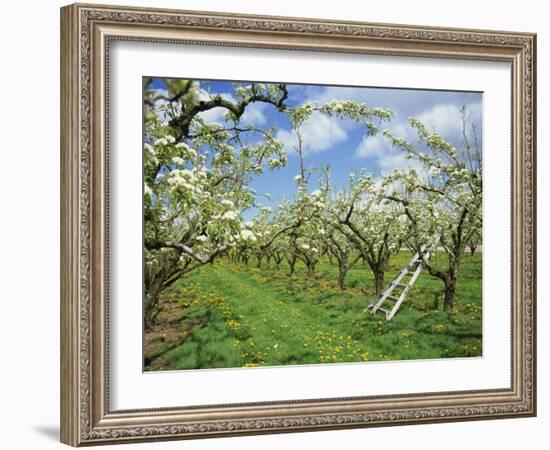 Pear Blossom in Orchard, Holt Fleet, Worcestershire, England, United Kingdom, Europe-Hunter David-Framed Photographic Print