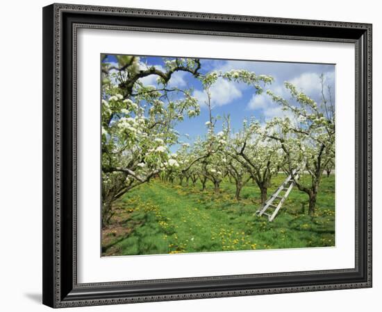 Pear Blossom in Orchard, Holt Fleet, Worcestershire, England, United Kingdom, Europe-Hunter David-Framed Photographic Print