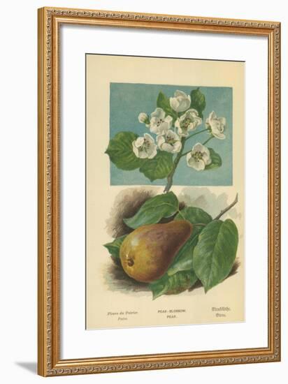 Pear-Blossom. Pear-William Henry James Boot-Framed Giclee Print