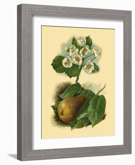 Pear Blossom-Vision Studio-Framed Art Print