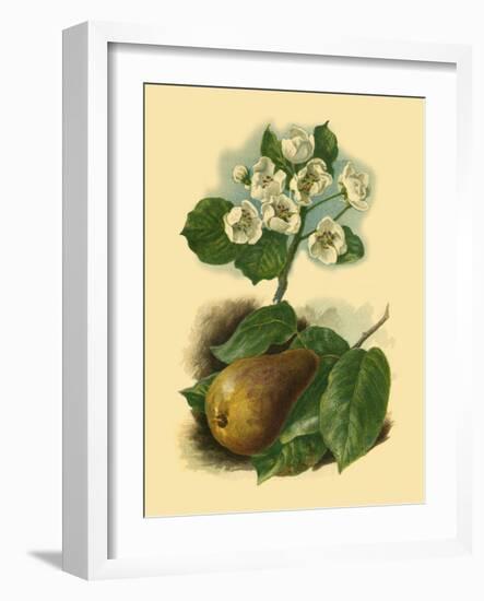 Pear Blossom-Vision Studio-Framed Art Print