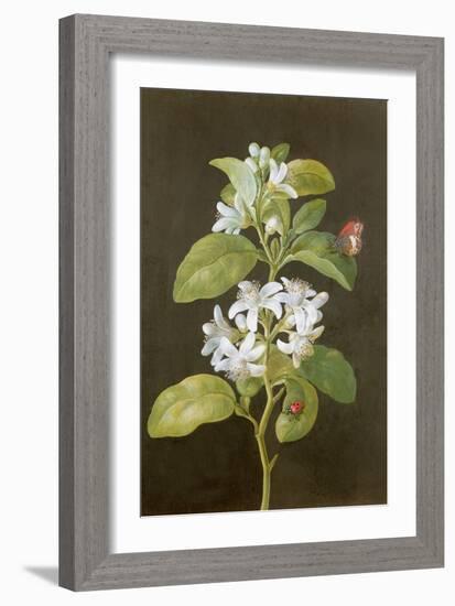 Pear Blossom-Barbara Regina Dietzsch-Framed Giclee Print