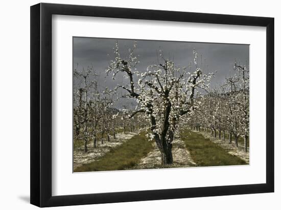 Pear Blossoms-David Winston-Framed Giclee Print