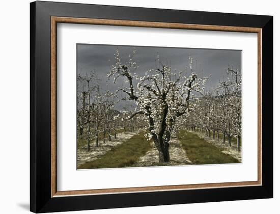 Pear Blossoms-David Winston-Framed Giclee Print