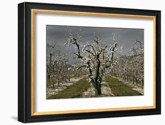 Pear Blossoms-David Winston-Framed Giclee Print