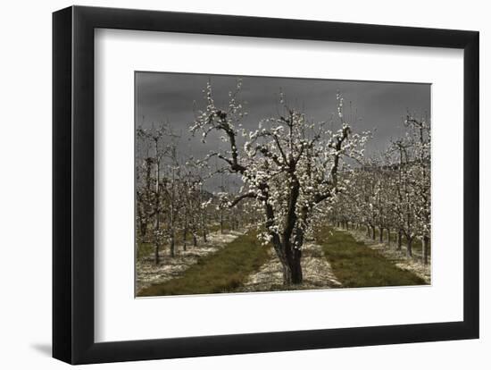 Pear Blossoms-David Lorenz Winston-Framed Art Print