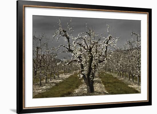 Pear Blossoms-David Lorenz Winston-Framed Art Print