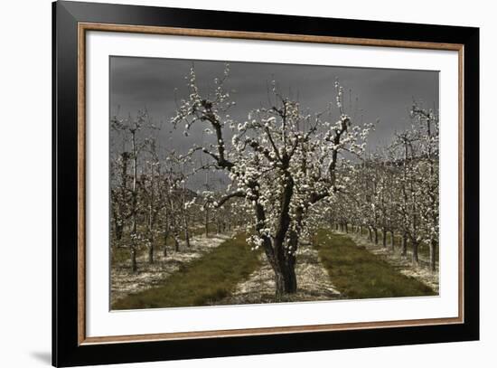 Pear Blossoms-David Lorenz Winston-Framed Art Print