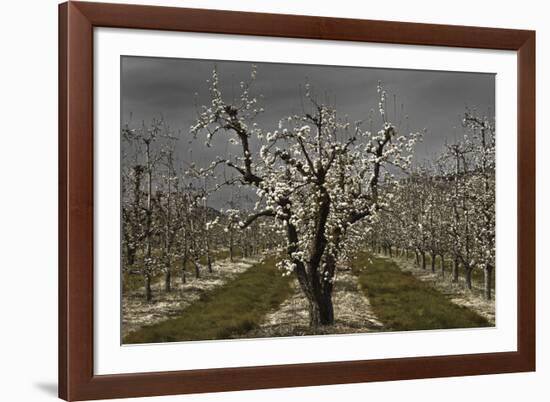 Pear Blossoms-David Lorenz Winston-Framed Art Print