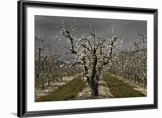 Pear Blossoms-David Lorenz Winston-Framed Art Print