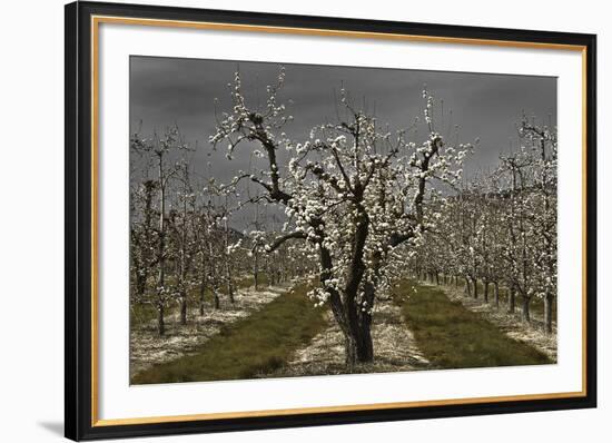 Pear Blossoms-David Lorenz Winston-Framed Art Print