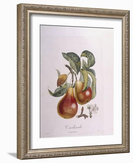 Pear Cardinal Henry Louis Duhamel Du Monceau, Botanical Plate by Pierre Jean Francois Turpin-null-Framed Giclee Print