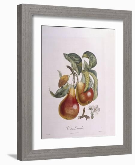 Pear Cardinal Henry Louis Duhamel Du Monceau, Botanical Plate by Pierre Jean Francois Turpin-null-Framed Giclee Print