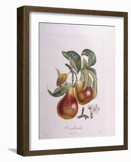 Pear Cardinal Henry Louis Duhamel Du Monceau, Botanical Plate by Pierre Jean Francois Turpin-null-Framed Giclee Print