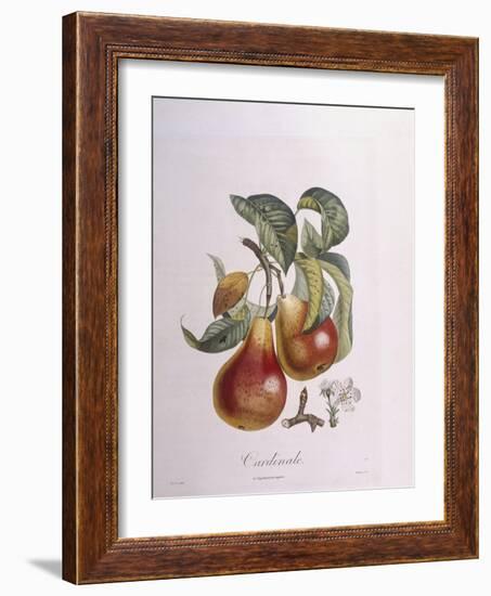 Pear Cardinal Henry Louis Duhamel Du Monceau, Botanical Plate by Pierre Jean Francois Turpin-null-Framed Giclee Print