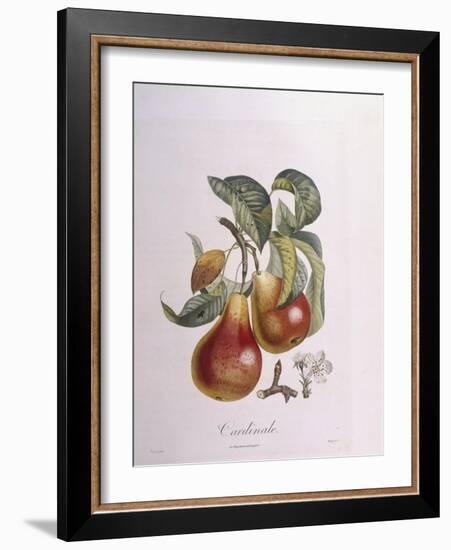 Pear Cardinal Henry Louis Duhamel Du Monceau, Botanical Plate by Pierre Jean Francois Turpin-null-Framed Giclee Print