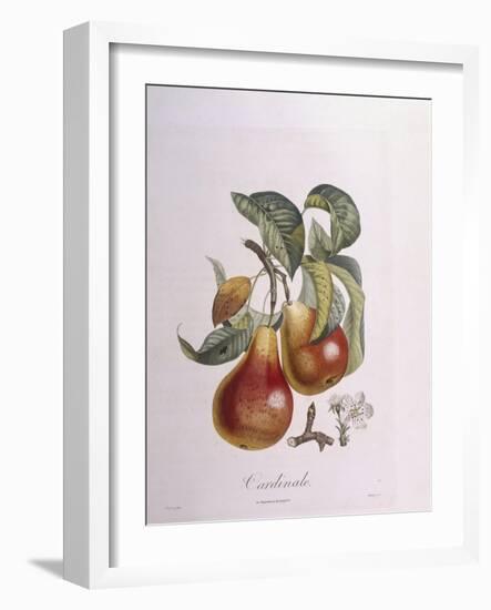 Pear Cardinal Henry Louis Duhamel Du Monceau, Botanical Plate by Pierre Jean Francois Turpin-null-Framed Giclee Print