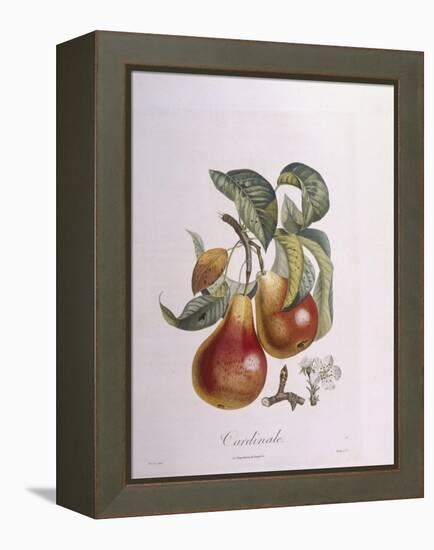 Pear Cardinal Henry Louis Duhamel Du Monceau, Botanical Plate by Pierre Jean Francois Turpin-null-Framed Premier Image Canvas