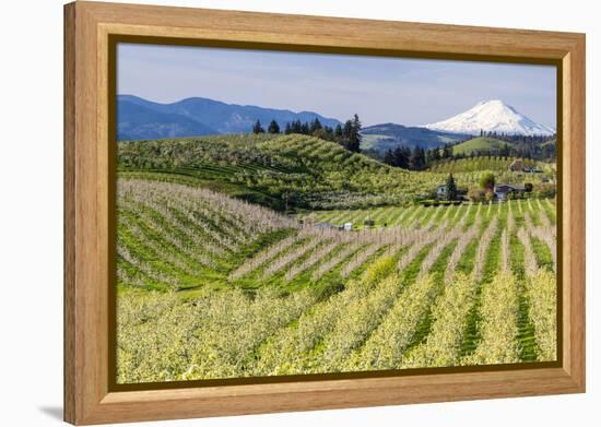 Pear Orchards Blooms with Mount Adams, Oregon, USA-Chuck Haney-Framed Premier Image Canvas