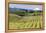 Pear Orchards Blooms with Mount Adams, Oregon, USA-Chuck Haney-Framed Premier Image Canvas