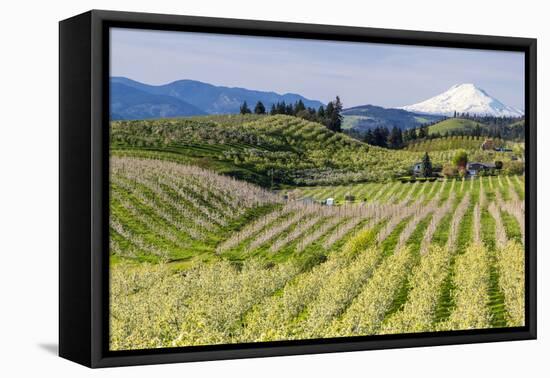 Pear Orchards Blooms with Mount Adams, Oregon, USA-Chuck Haney-Framed Premier Image Canvas