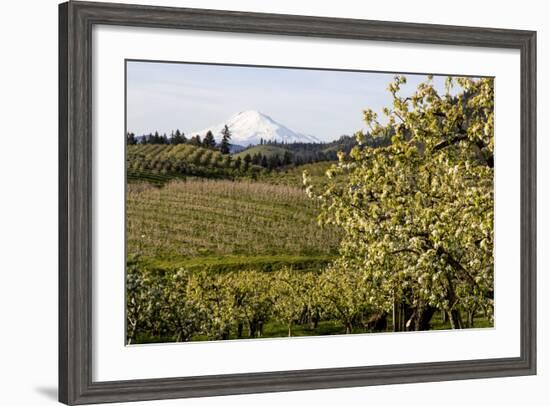 Pear Orchards Blooms with Mount Adams, Oregon, USA-Chuck Haney-Framed Photographic Print