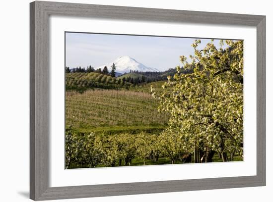 Pear Orchards Blooms with Mount Adams, Oregon, USA-Chuck Haney-Framed Photographic Print