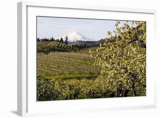 Pear Orchards Blooms with Mount Adams, Oregon, USA-Chuck Haney-Framed Photographic Print