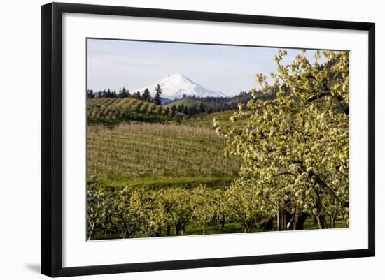 Pear Orchards Blooms with Mount Adams, Oregon, USA-Chuck Haney-Framed Photographic Print