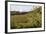 Pear Orchards Blooms with Mount Adams, Oregon, USA-Chuck Haney-Framed Photographic Print