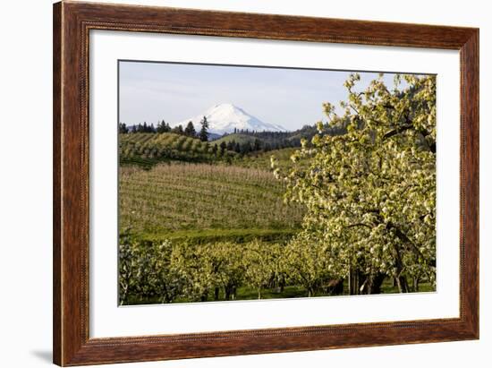 Pear Orchards Blooms with Mount Adams, Oregon, USA-Chuck Haney-Framed Photographic Print