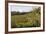 Pear Orchards Blooms with Mount Adams, Oregon, USA-Chuck Haney-Framed Photographic Print