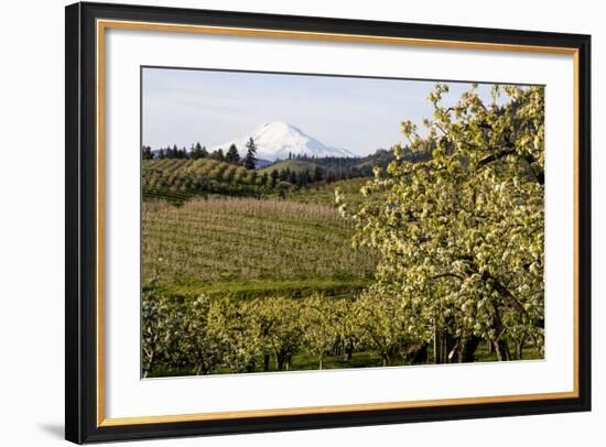 Pear Orchards Blooms with Mount Adams, Oregon, USA-Chuck Haney-Framed Photographic Print