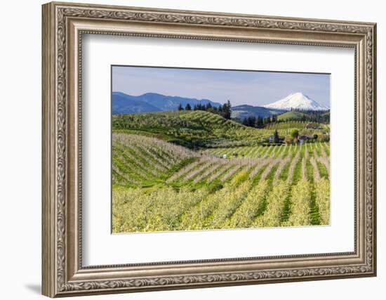 Pear Orchards Blooms with Mount Adams, Oregon, USA-Chuck Haney-Framed Photographic Print