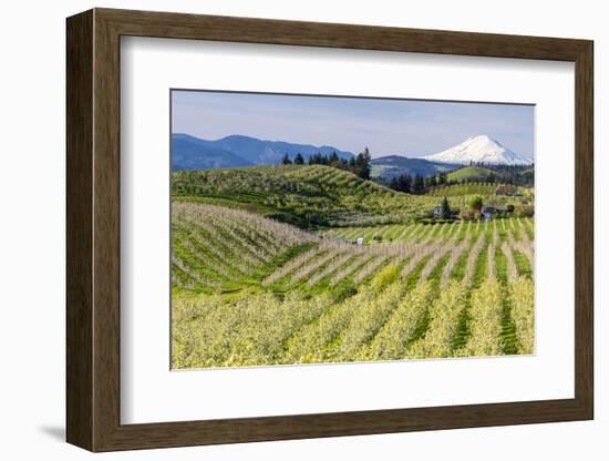 Pear Orchards Blooms with Mount Adams, Oregon, USA-Chuck Haney-Framed Photographic Print